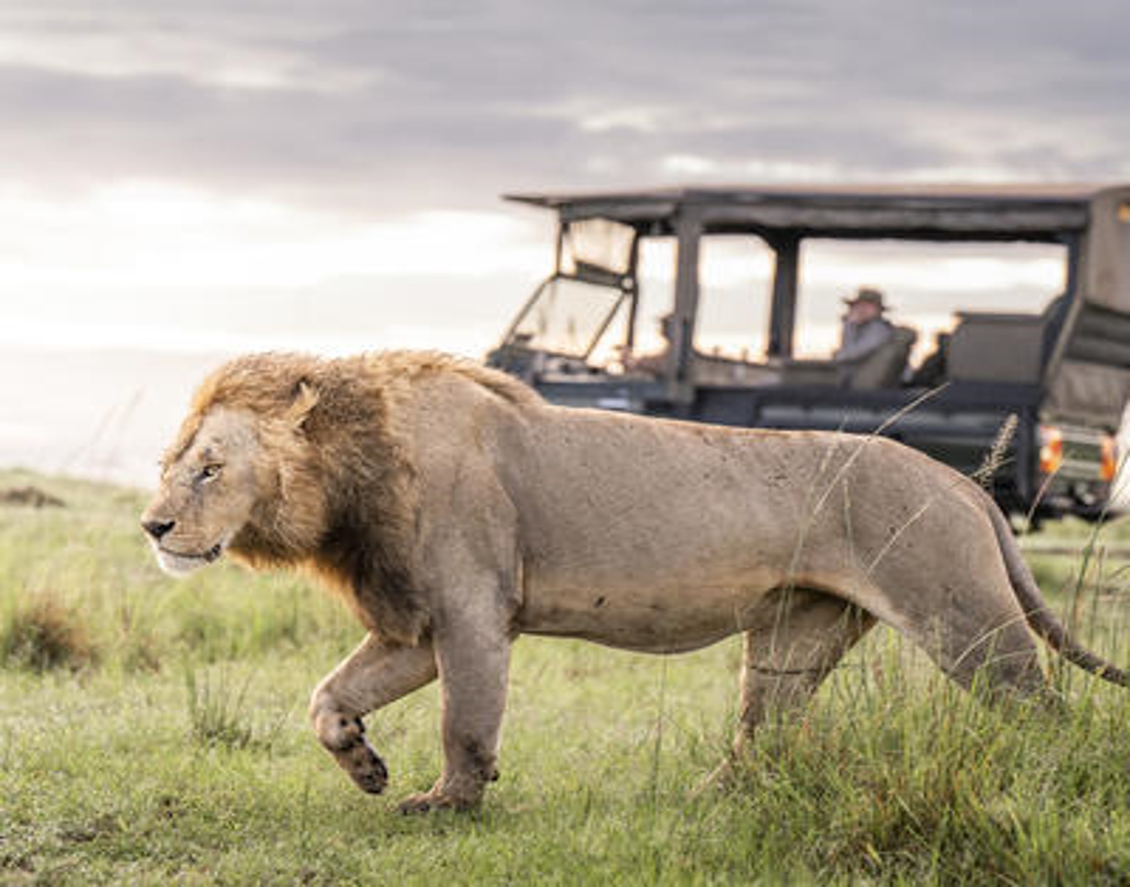 Big Five Safaris in Africa: Where to See Lions, Leopards, Rhinos, Elephants & Buffalo