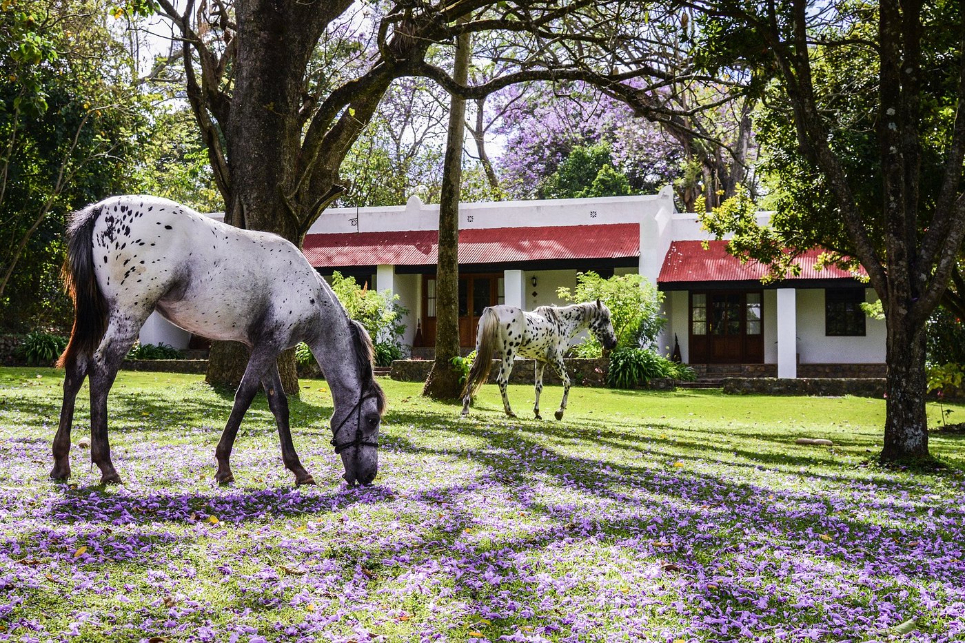 Ngare Sero Mountain Lodge image 3