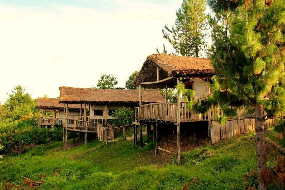 Gorilla Mist Camp image 1