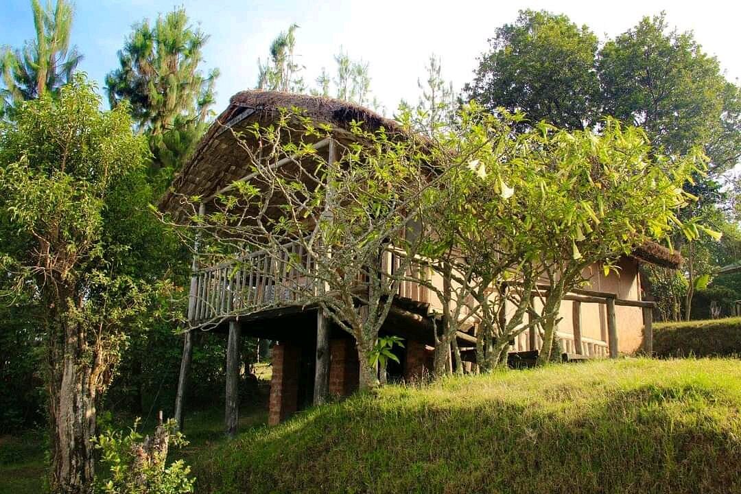 Gorilla Mist Camp