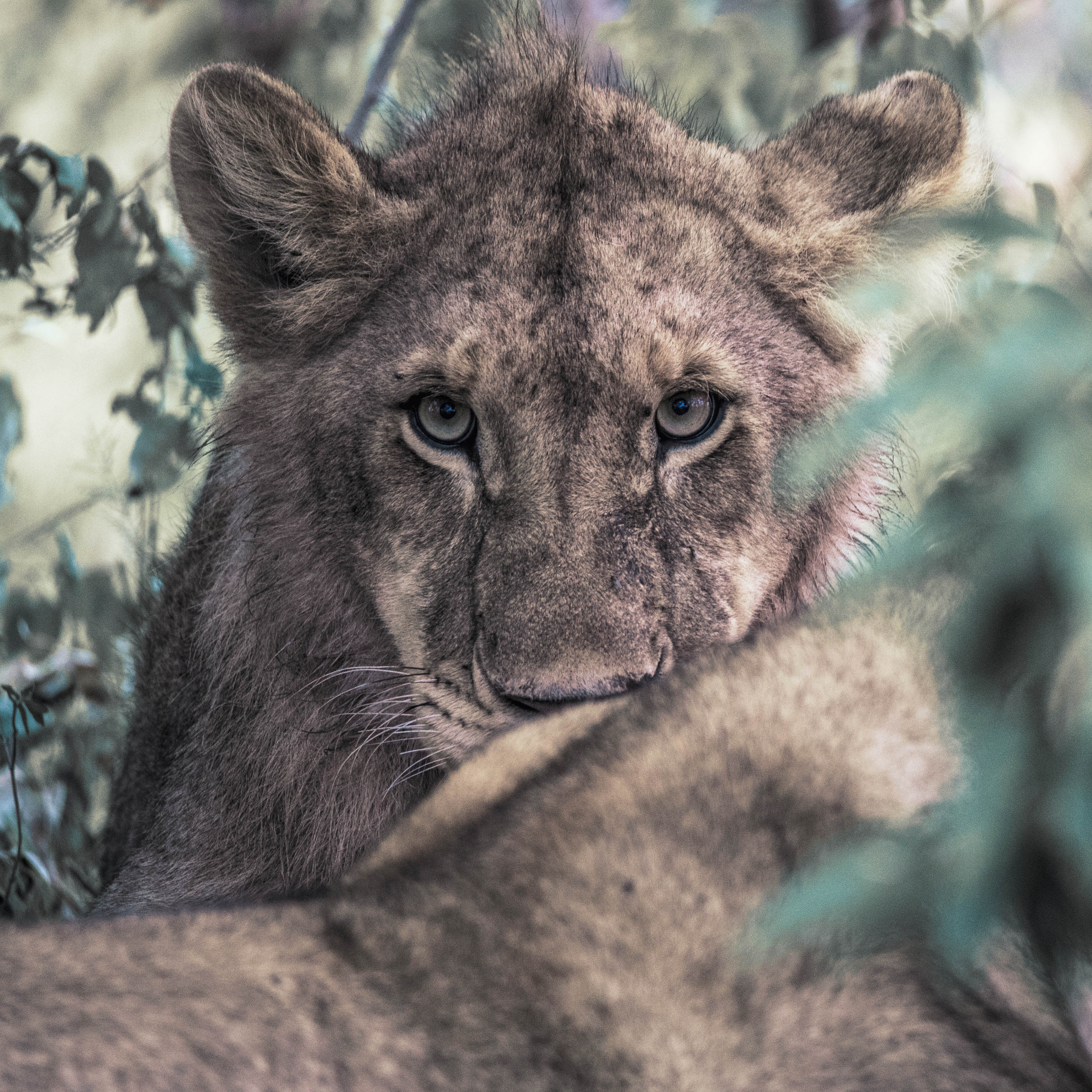 7 Days Classic Kenya Conservancy Safari
