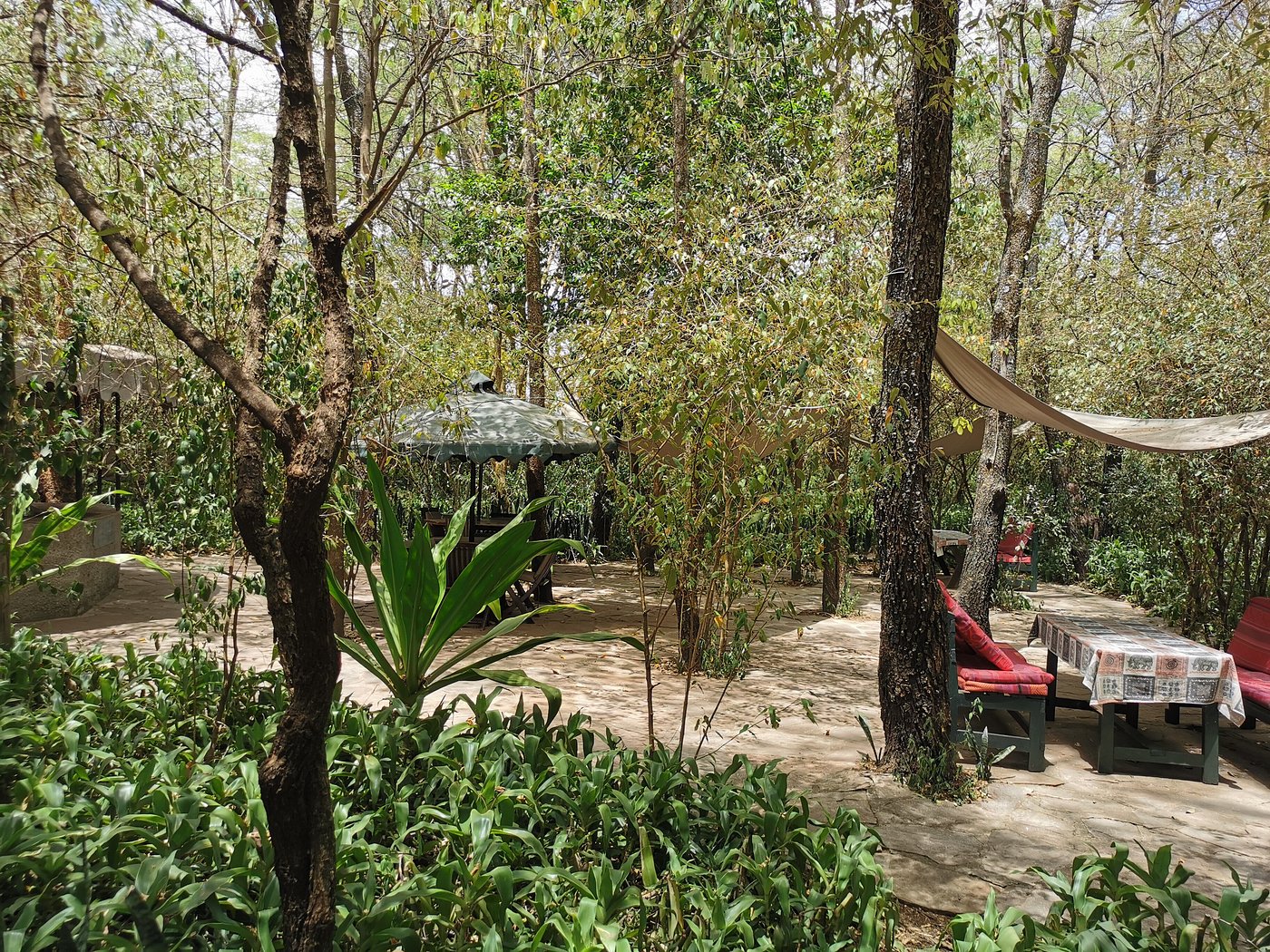 Aruba Mara Camp image 1