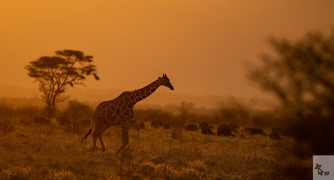 Meru National Park image 5