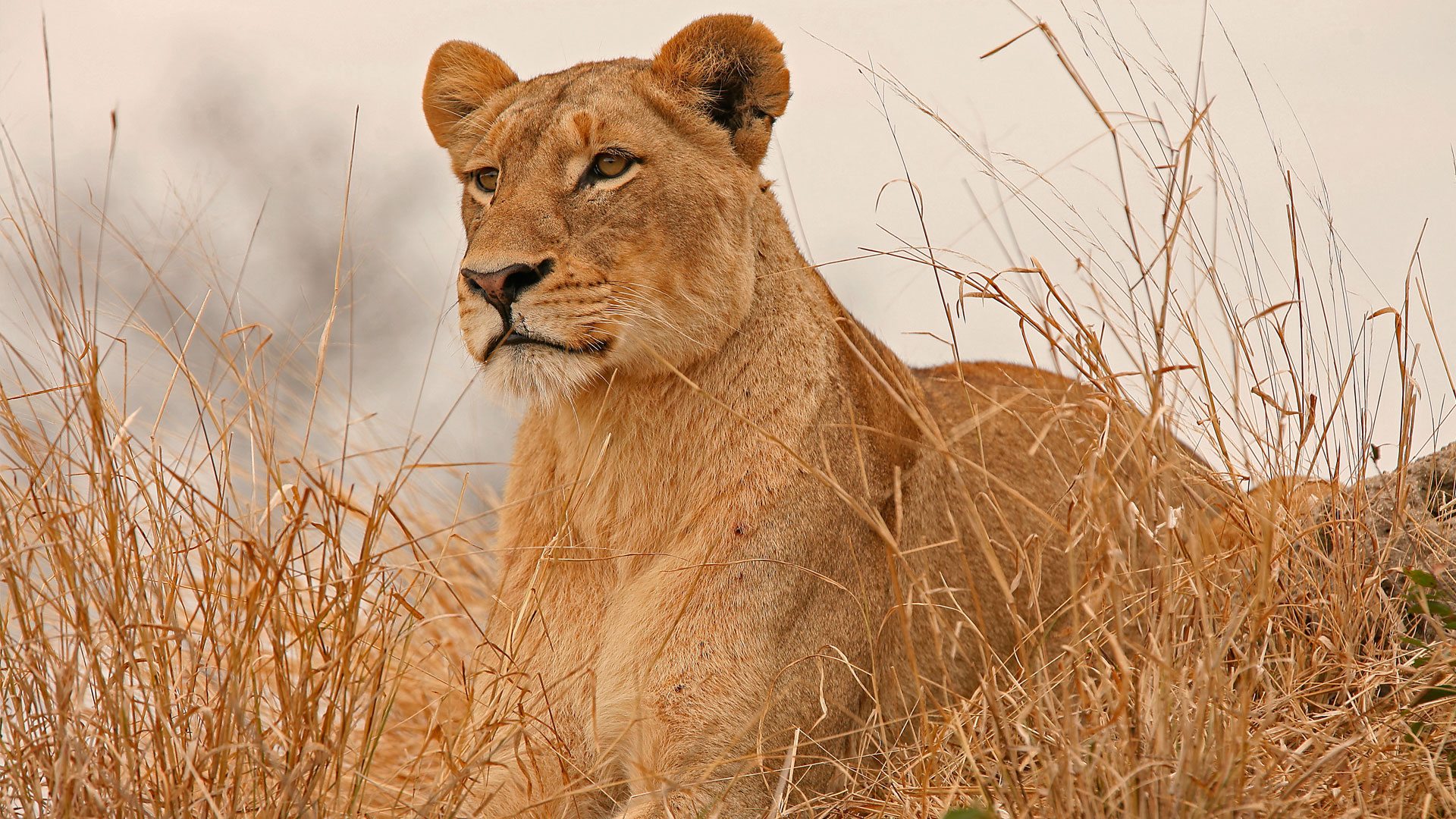 Meru National Park image 1