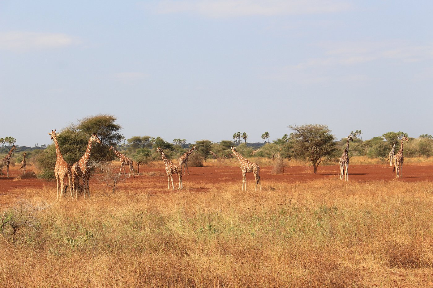 Meru National Park image 2