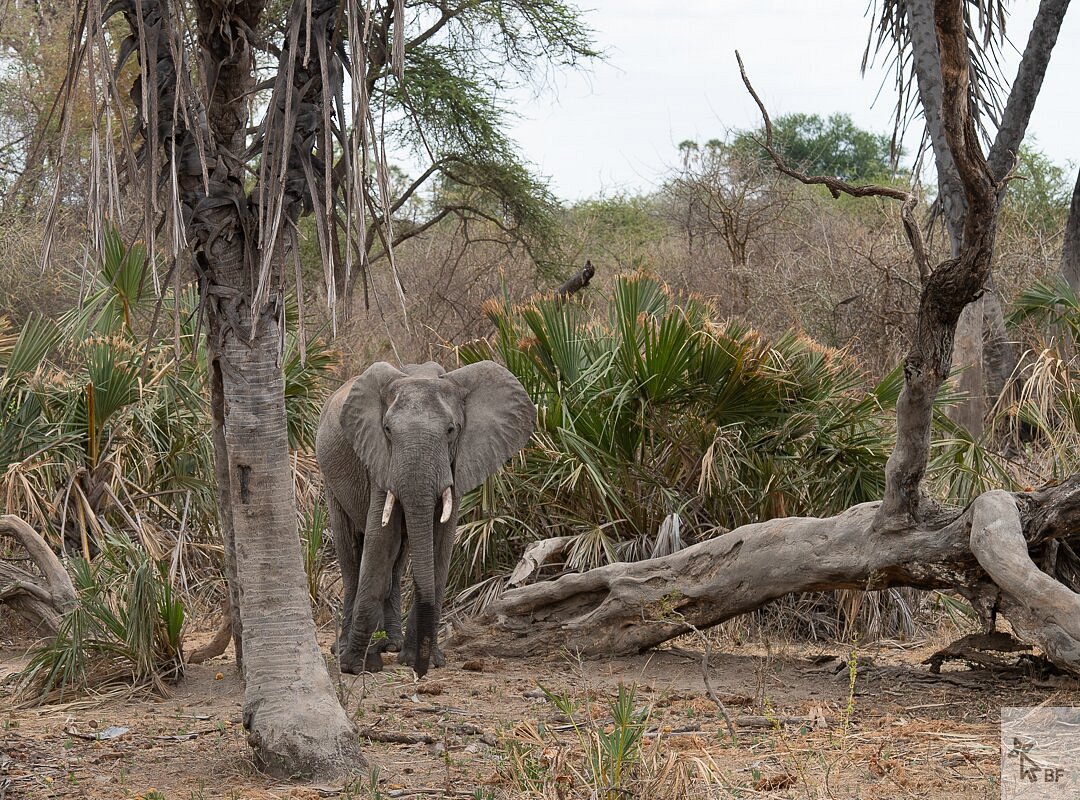 Meru National Park image 4