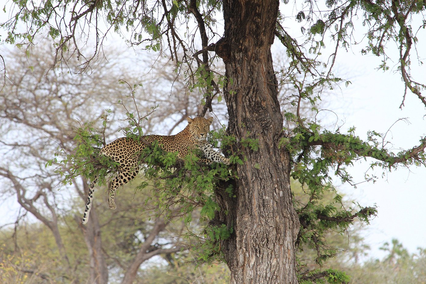 Meru National Park image 3