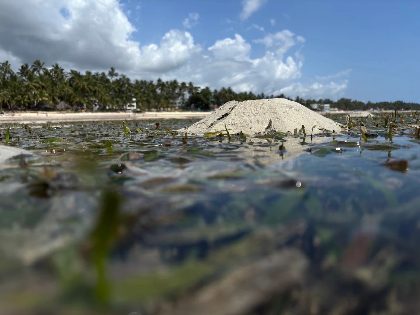 Mombasa Marine National Park image 5