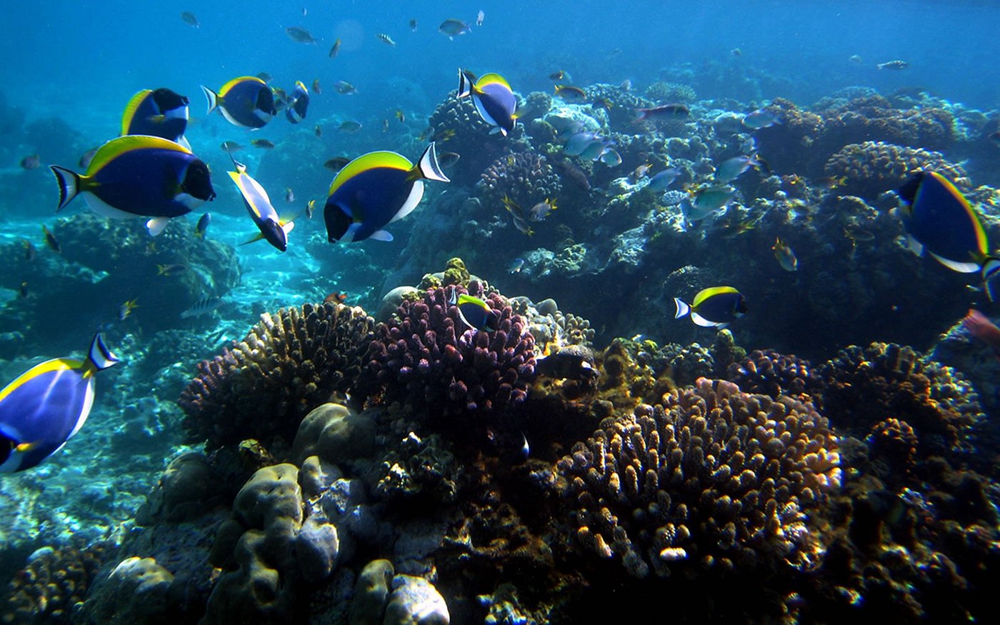 Mombasa Marine National Park image 3