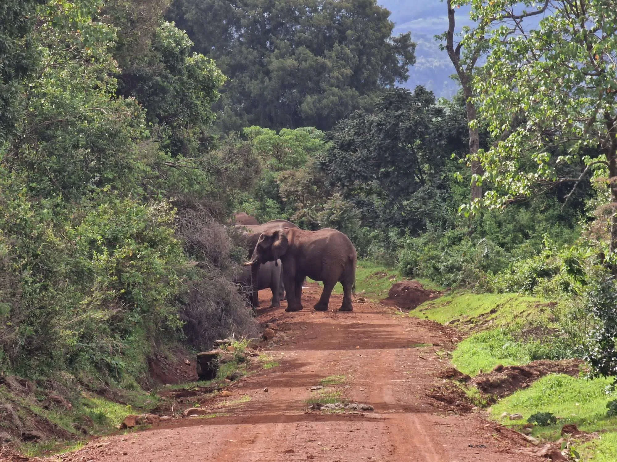 Mt Elgon National Park image 2