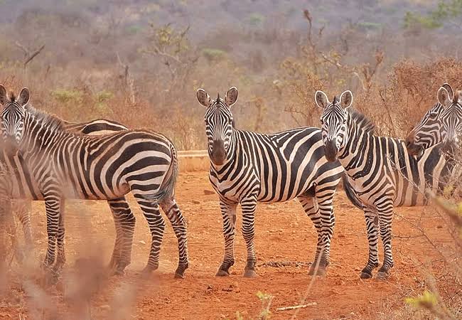 Mwea National Reserve image 2