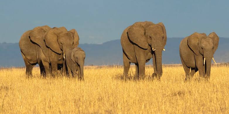 Mwea National Reserve image 4