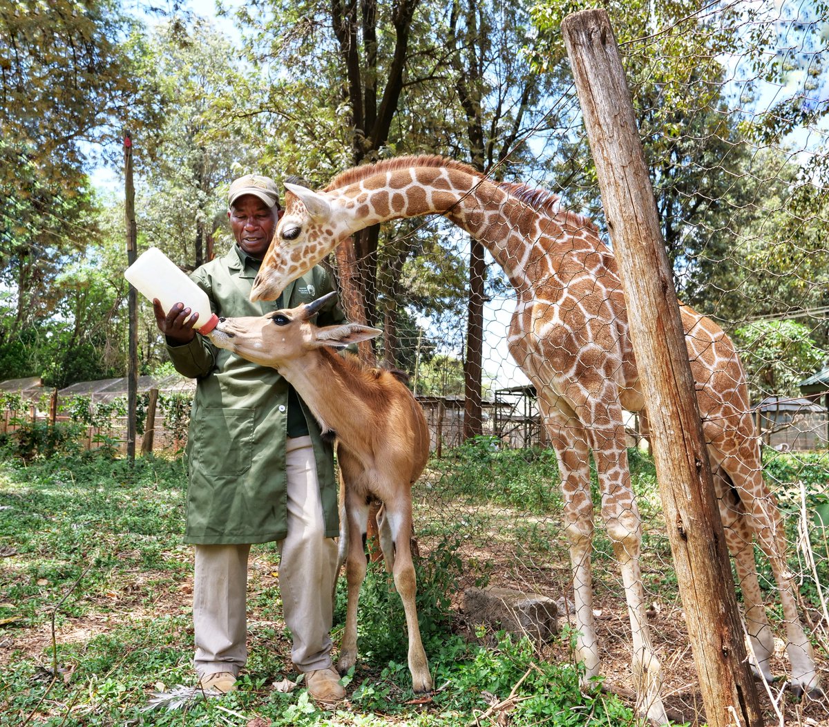 Nairobi Animal Orphanage image 5