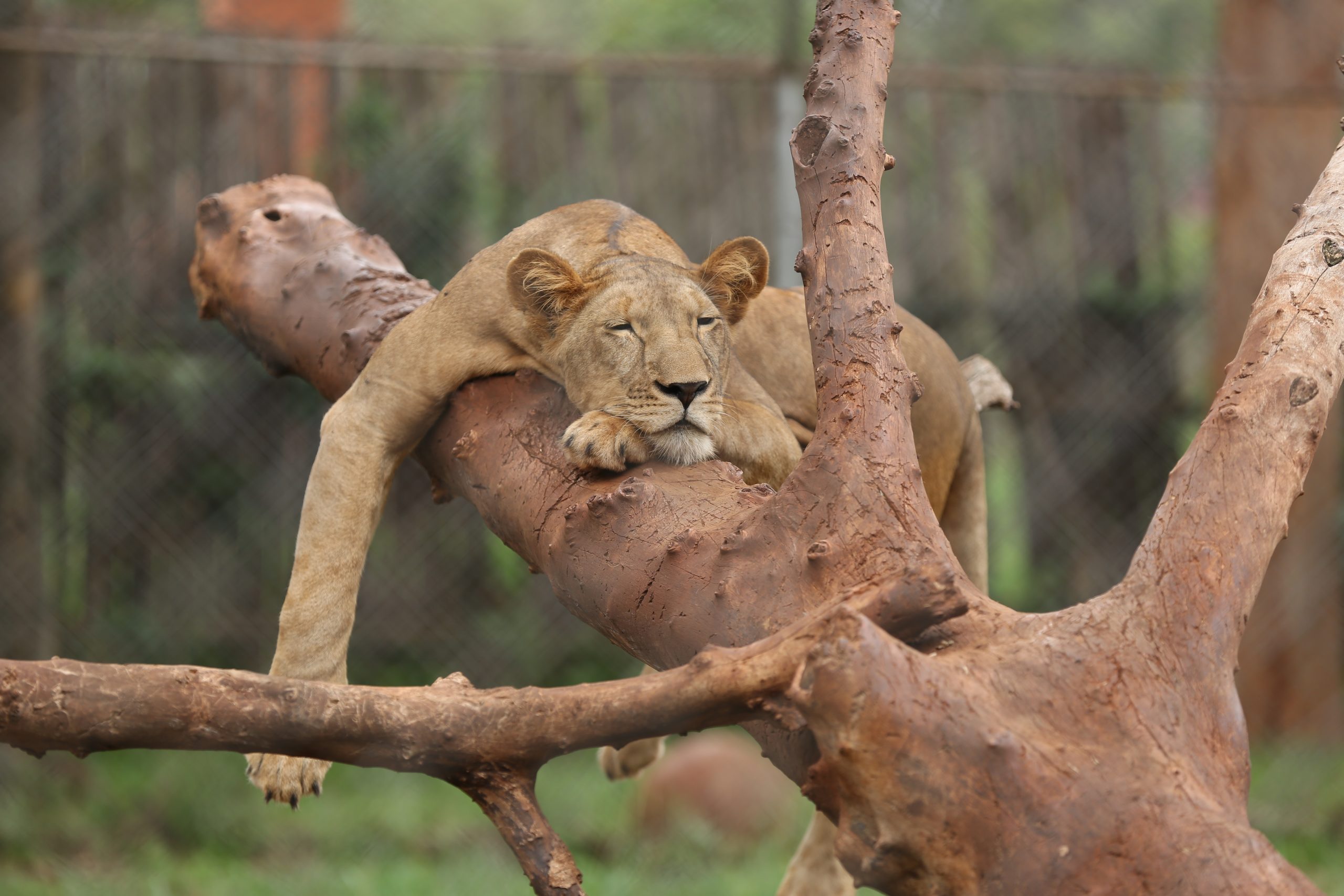 Nairobi Animal Orphanage image 3