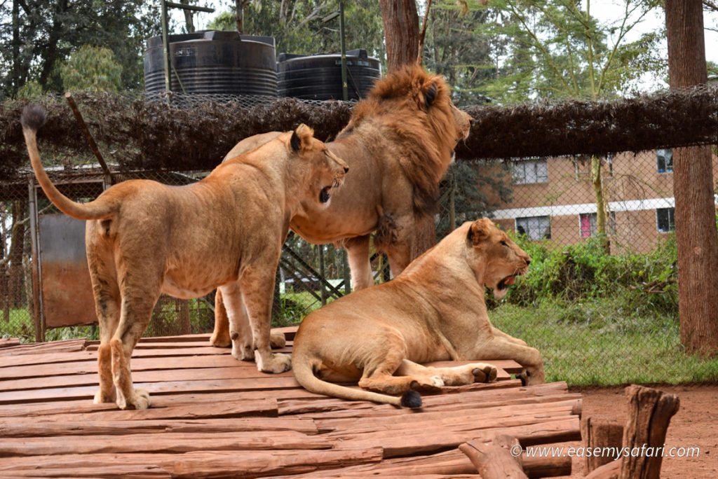 Nairobi Animal Orphanage
