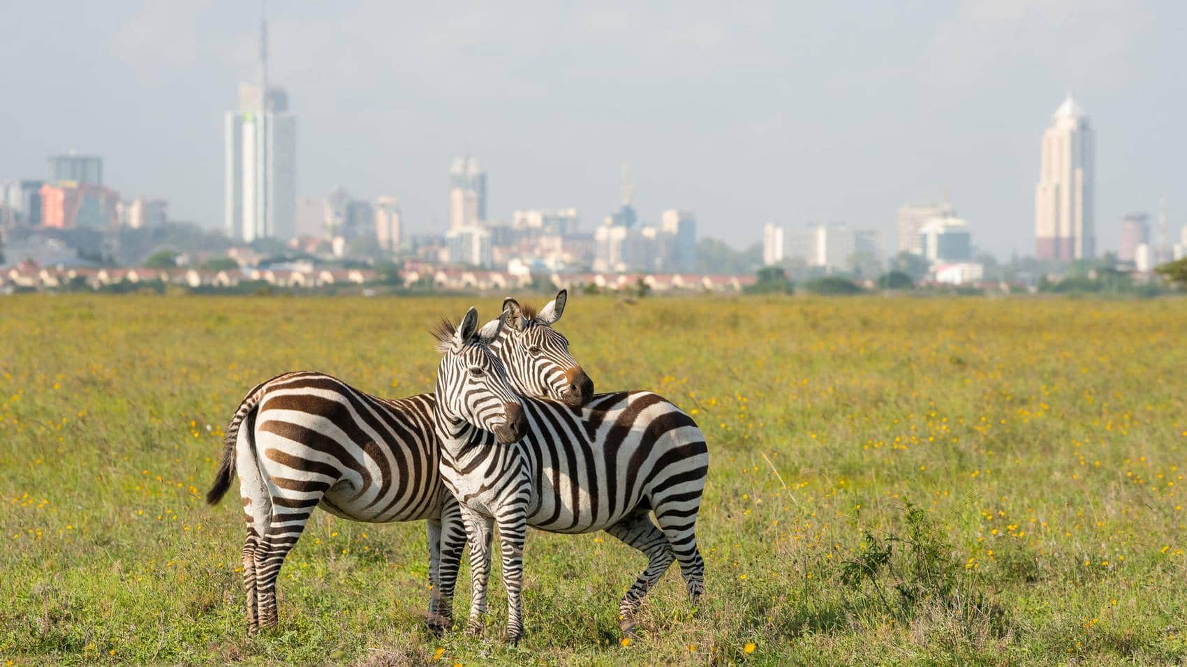 Nairobi National Park image 2