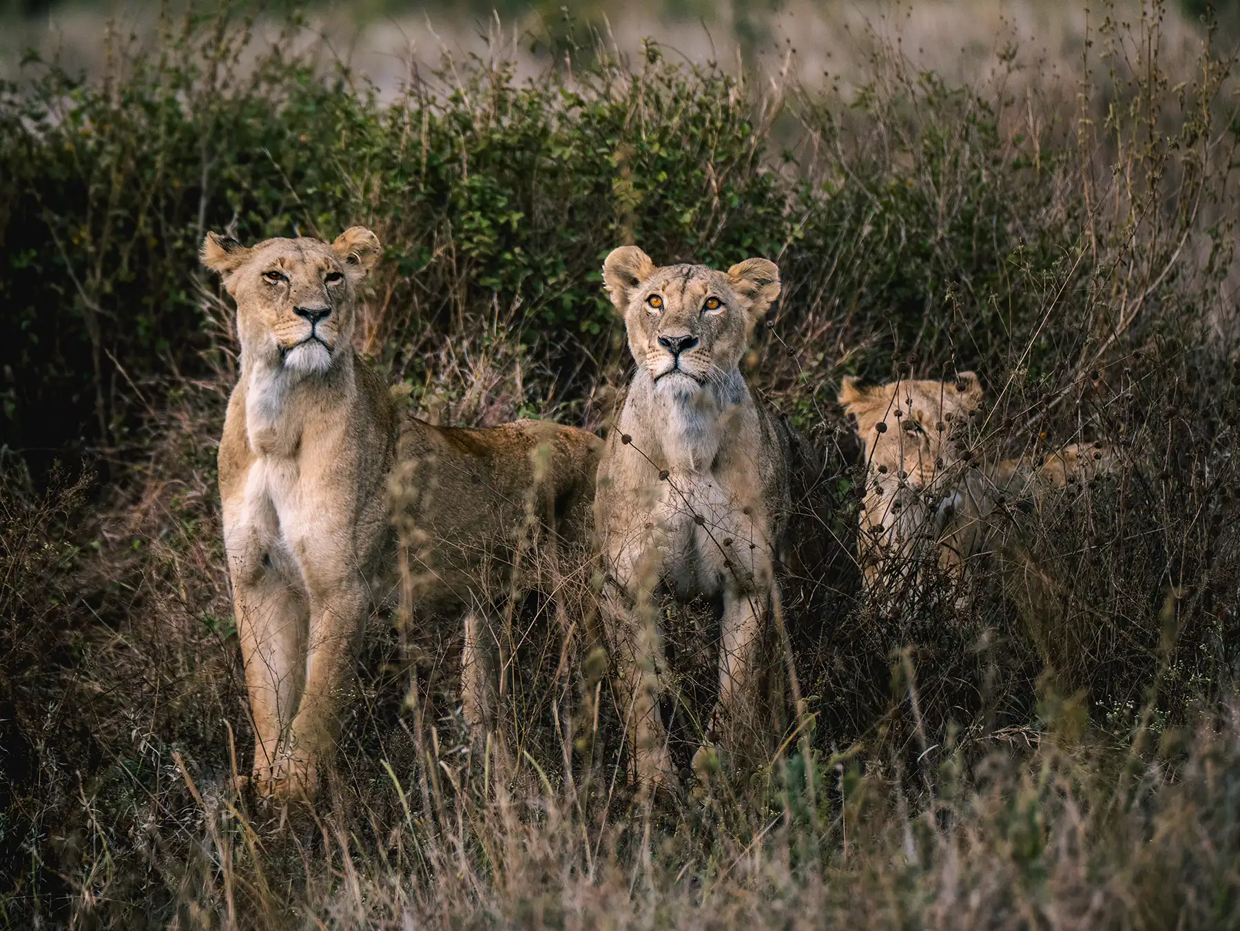 Nairobi National Park image 4