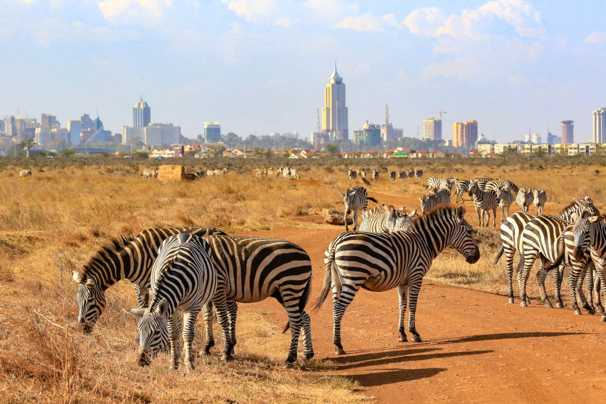 Nairobi National Park image 3