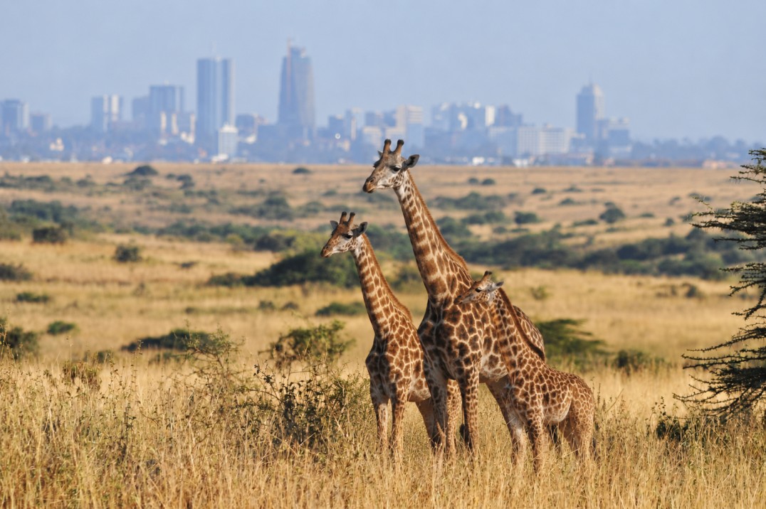 Nairobi National Park
