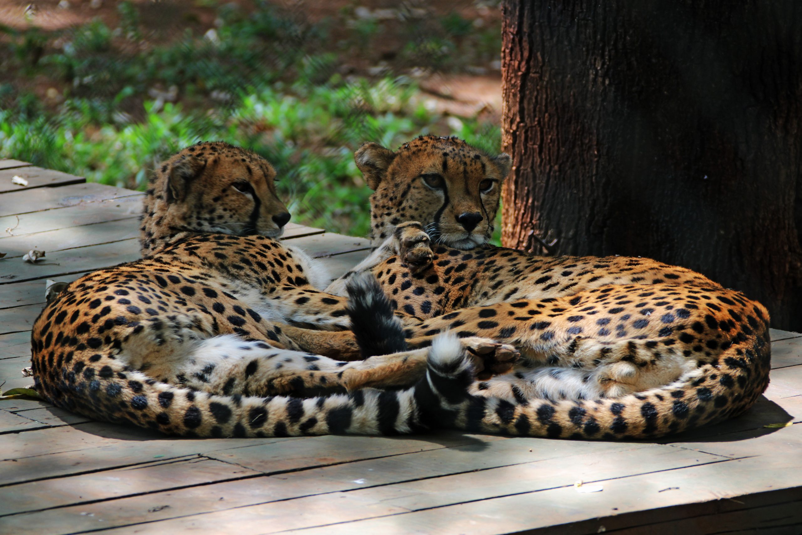 Nairobi Safari Walk image 3