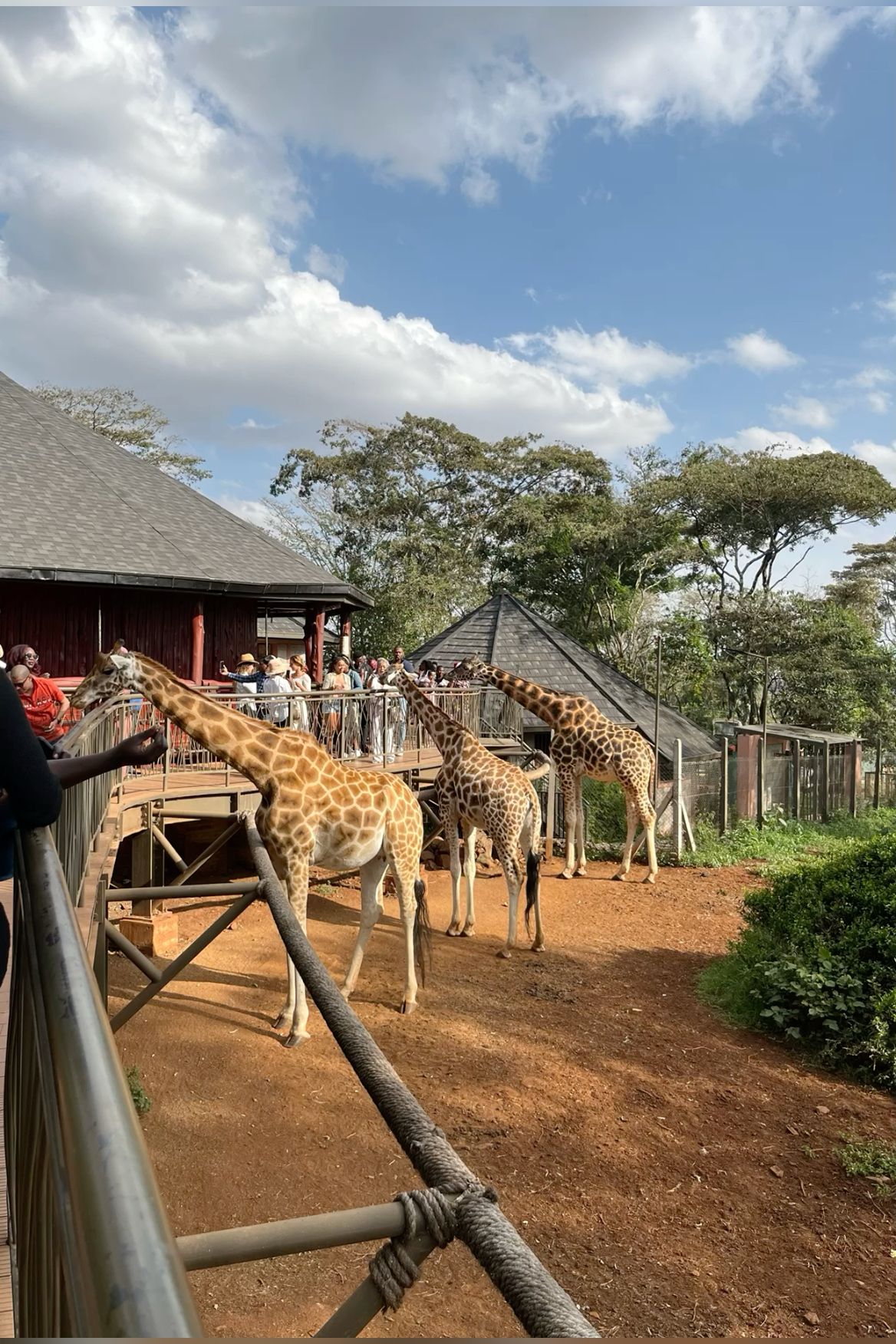 Nairobi Safari Walk image 7