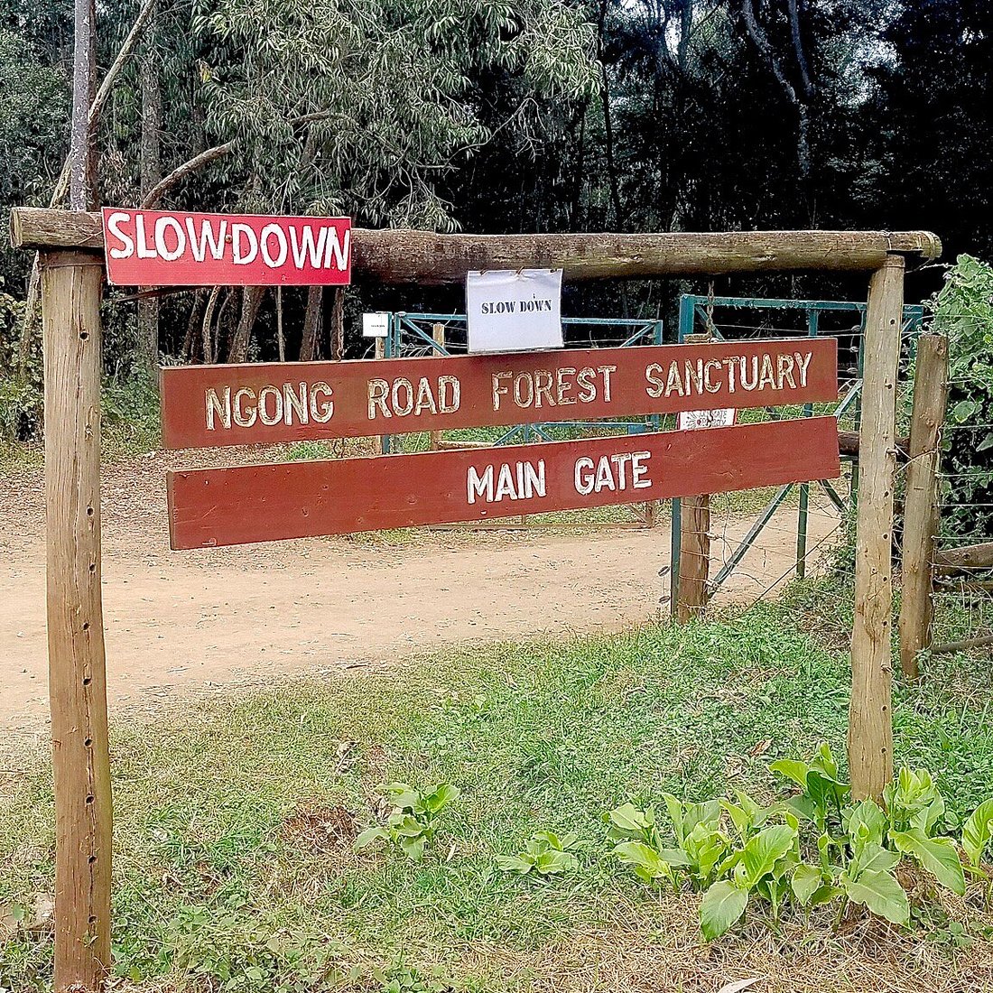 Ngong Forest image 2