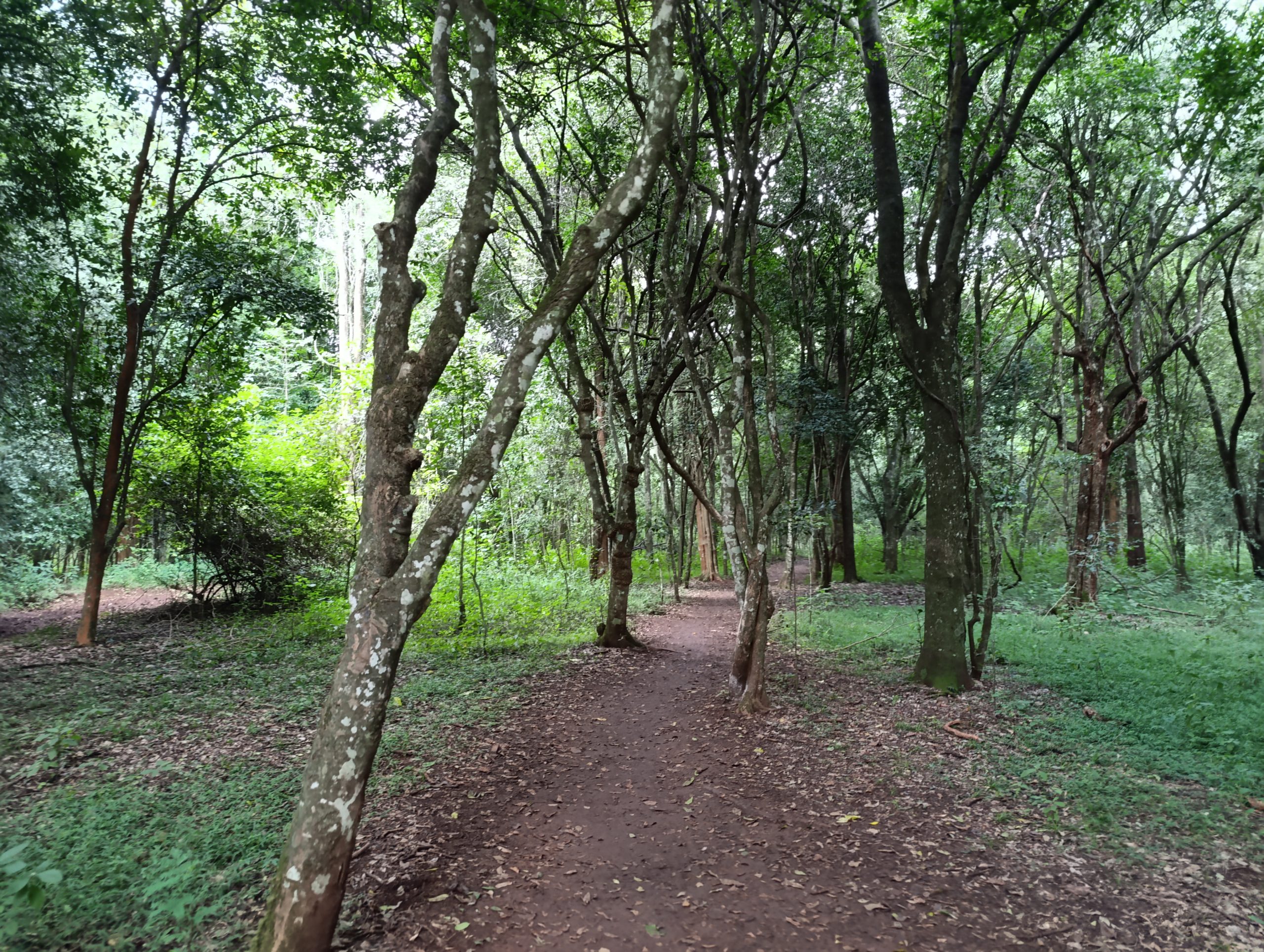 Ngong Forest image 6