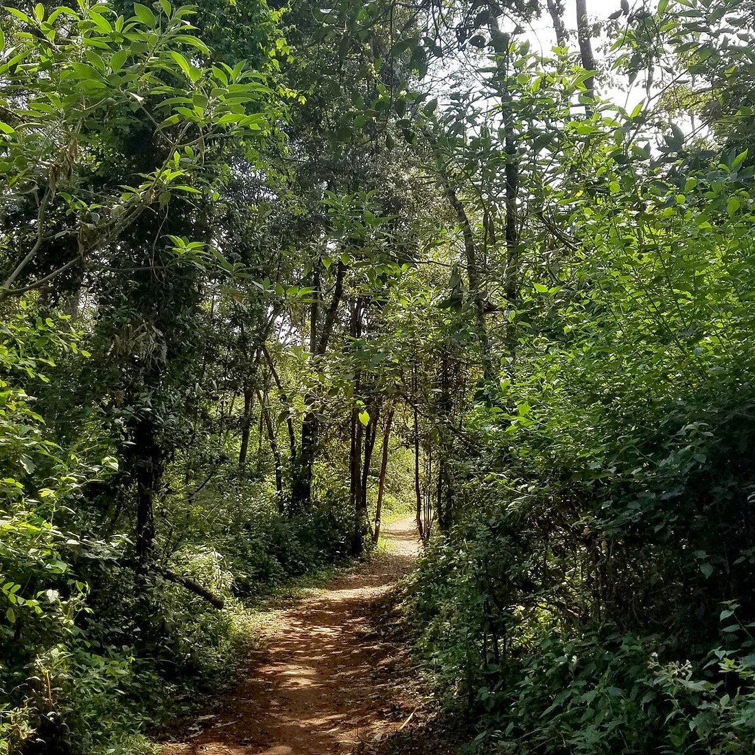 Ngong Forest image 5