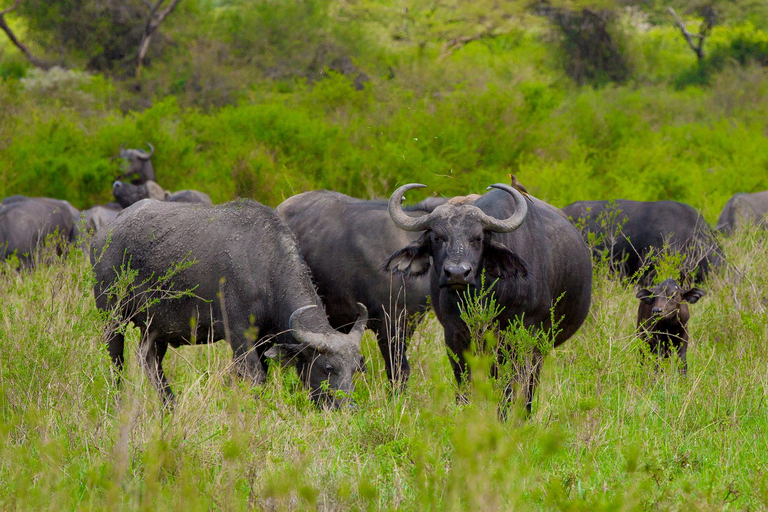 Oldonyo Sabuk National Park image 6