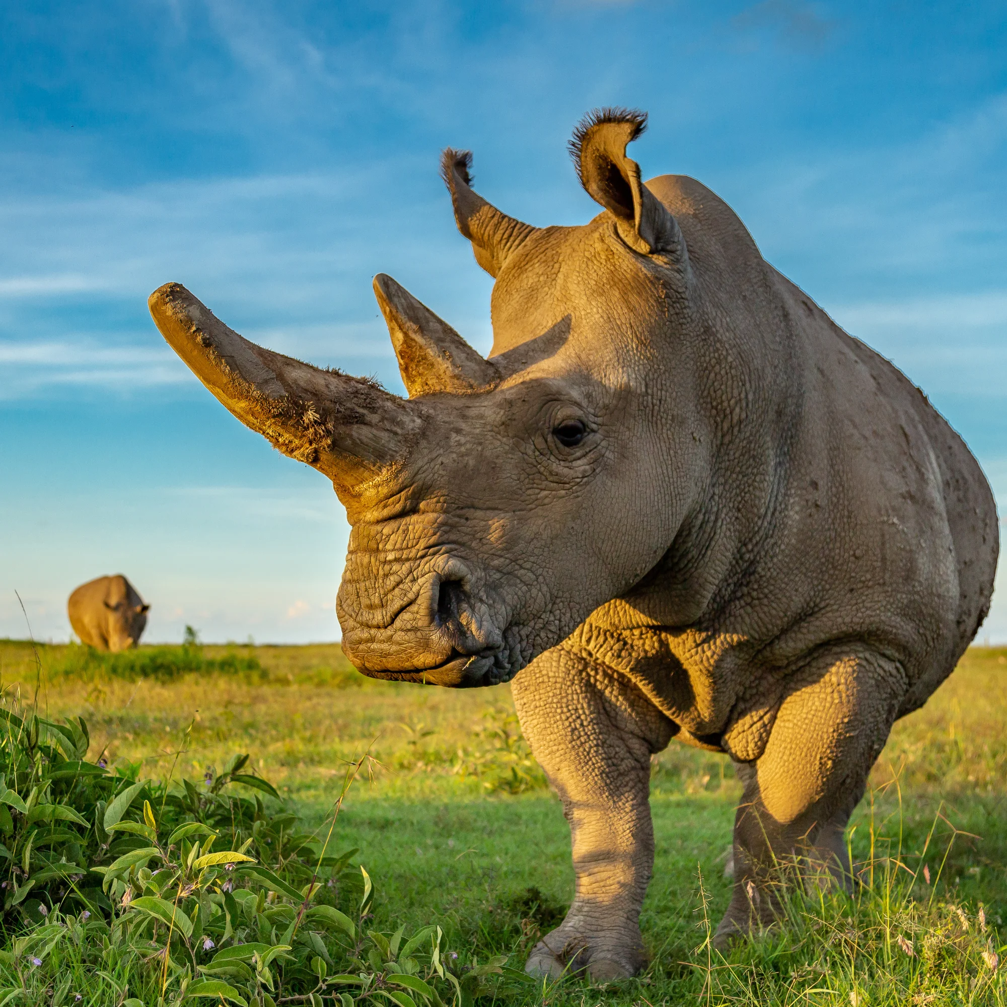 Ol Pejeta Conservancy