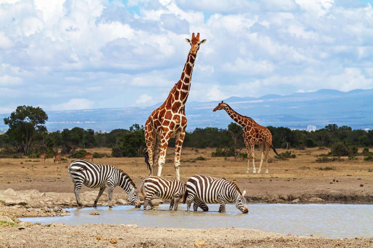 Ol Pejeta Conservancy image 2
