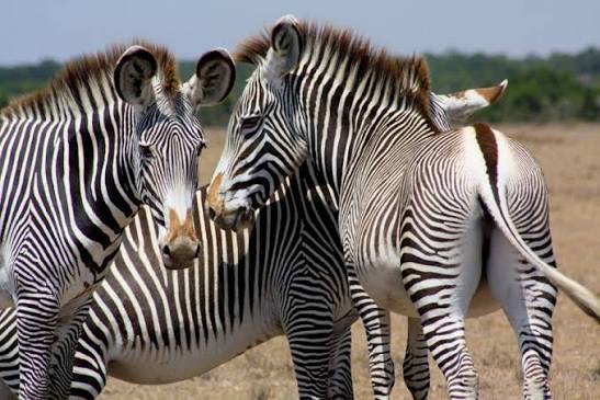 Ol Pejeta Conservancy image 6