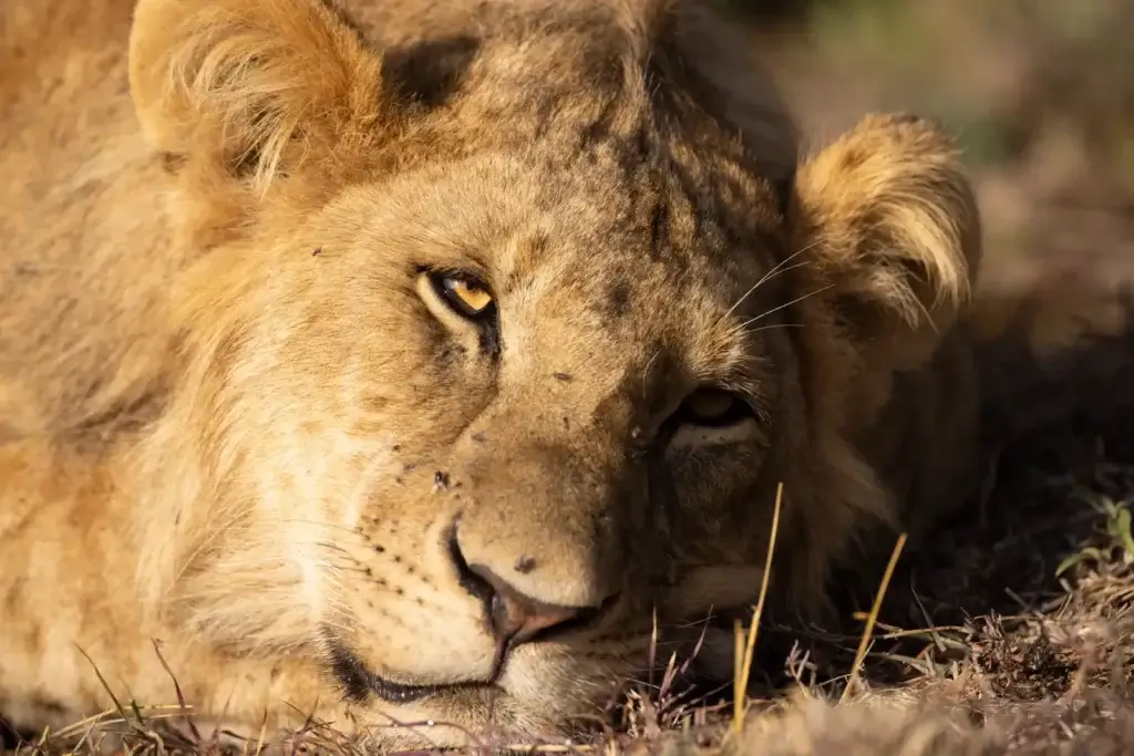 Ol Pejeta Conservancy image 4