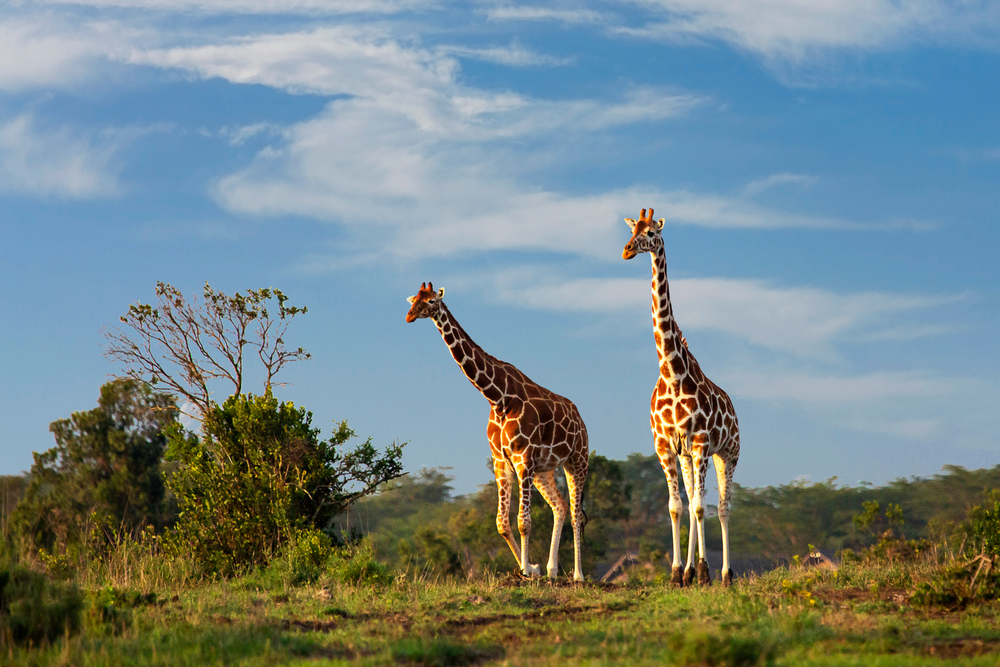 Ol Pejeta Conservancy image 5