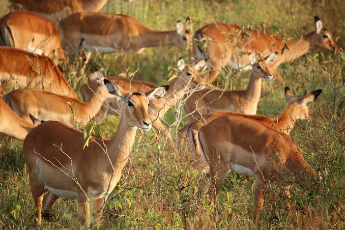 Ruma National Park image 6