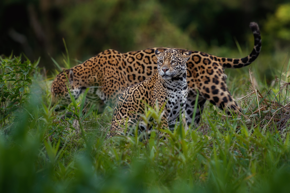 Ruma National Park image 2