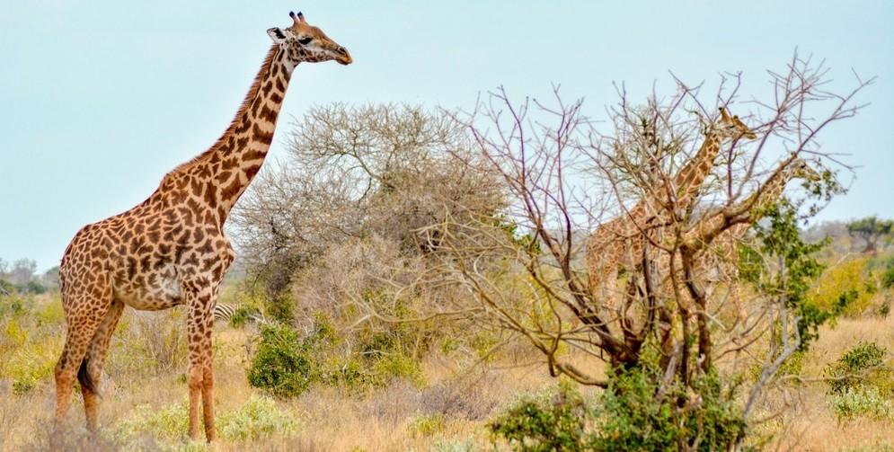 Ruma National Park image 4
