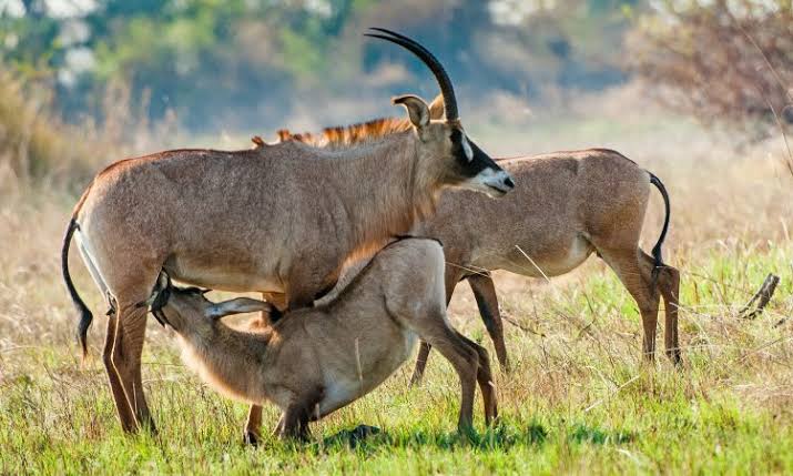 Ruma National Park image 5