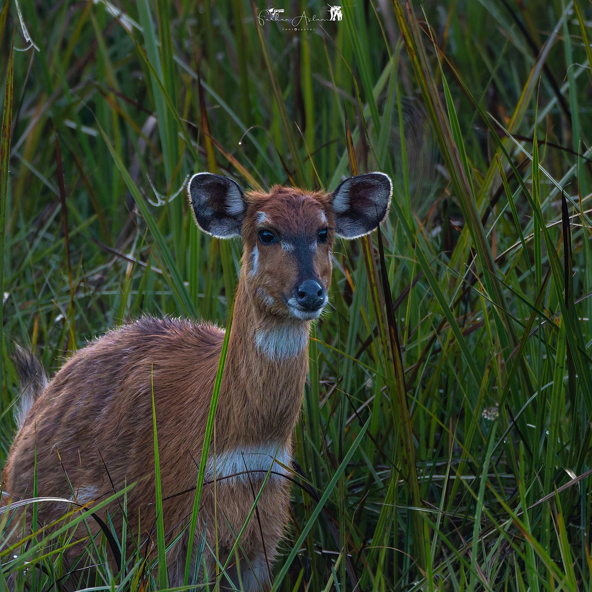 Saiwa Swamp National Park image 4