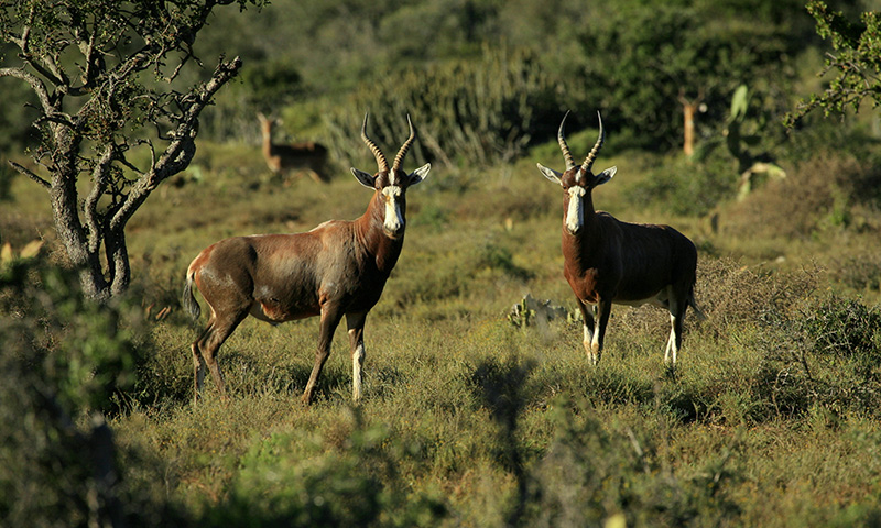 Saiwa Swamp National Park image 3