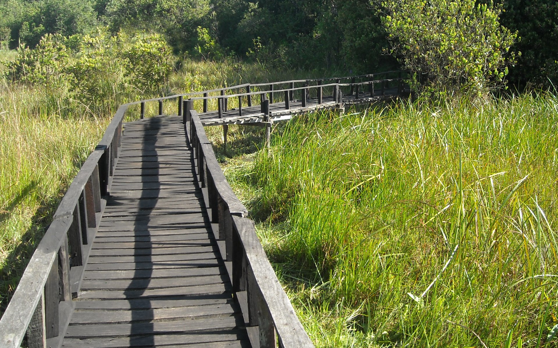 Saiwa Swamp National Park image 6