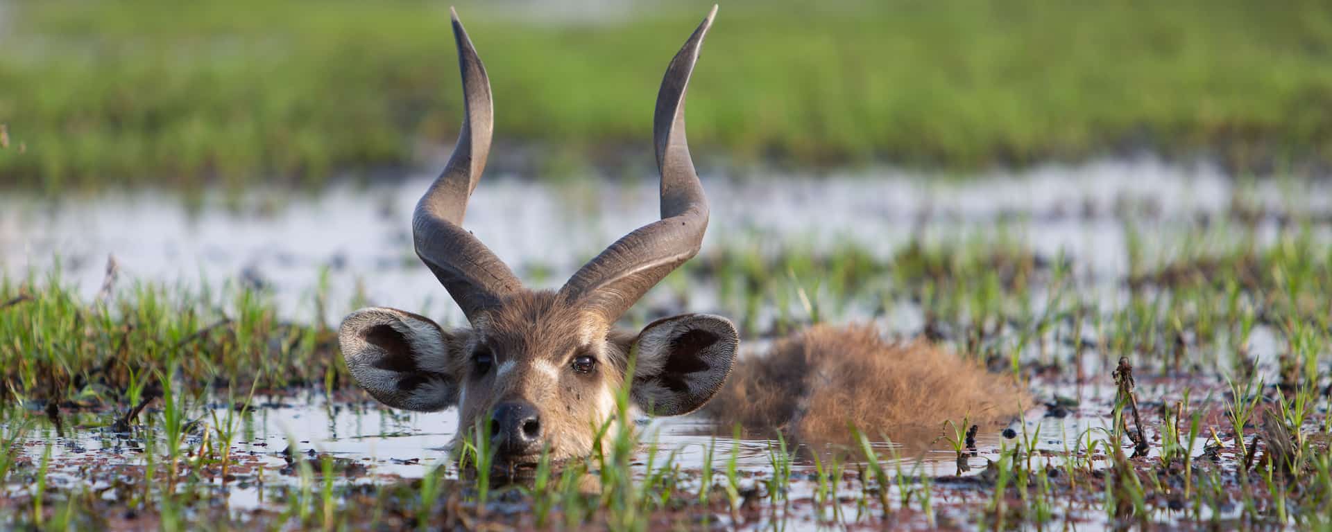 Saiwa Swamp National Park