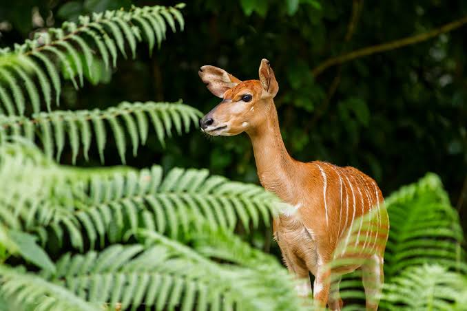 Saiwa Swamp National Park image 2
