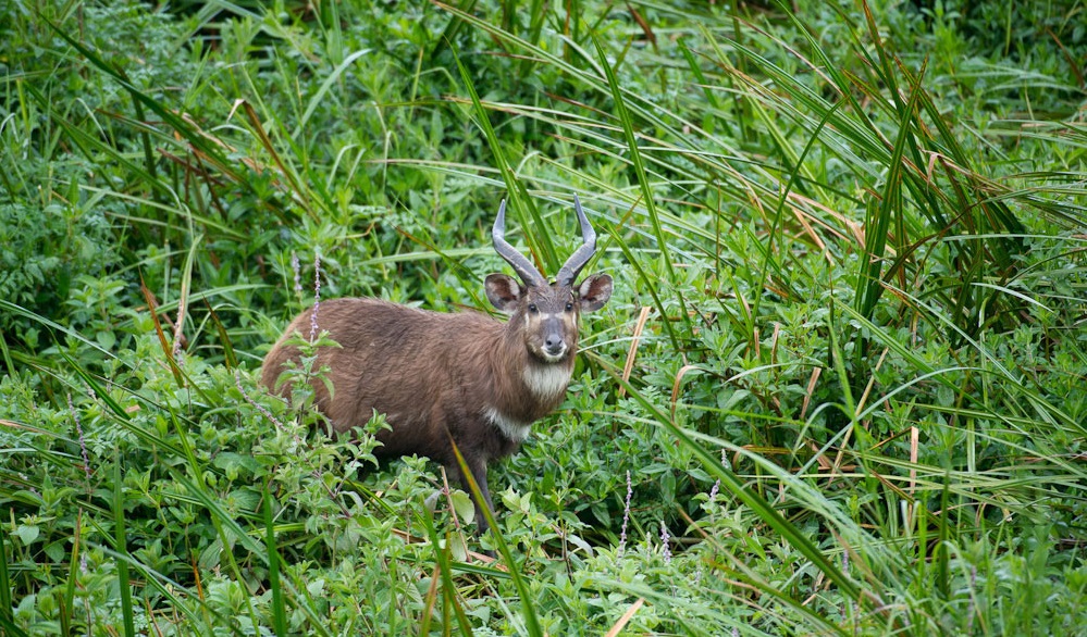 Saiwa Swamp National Park image 5