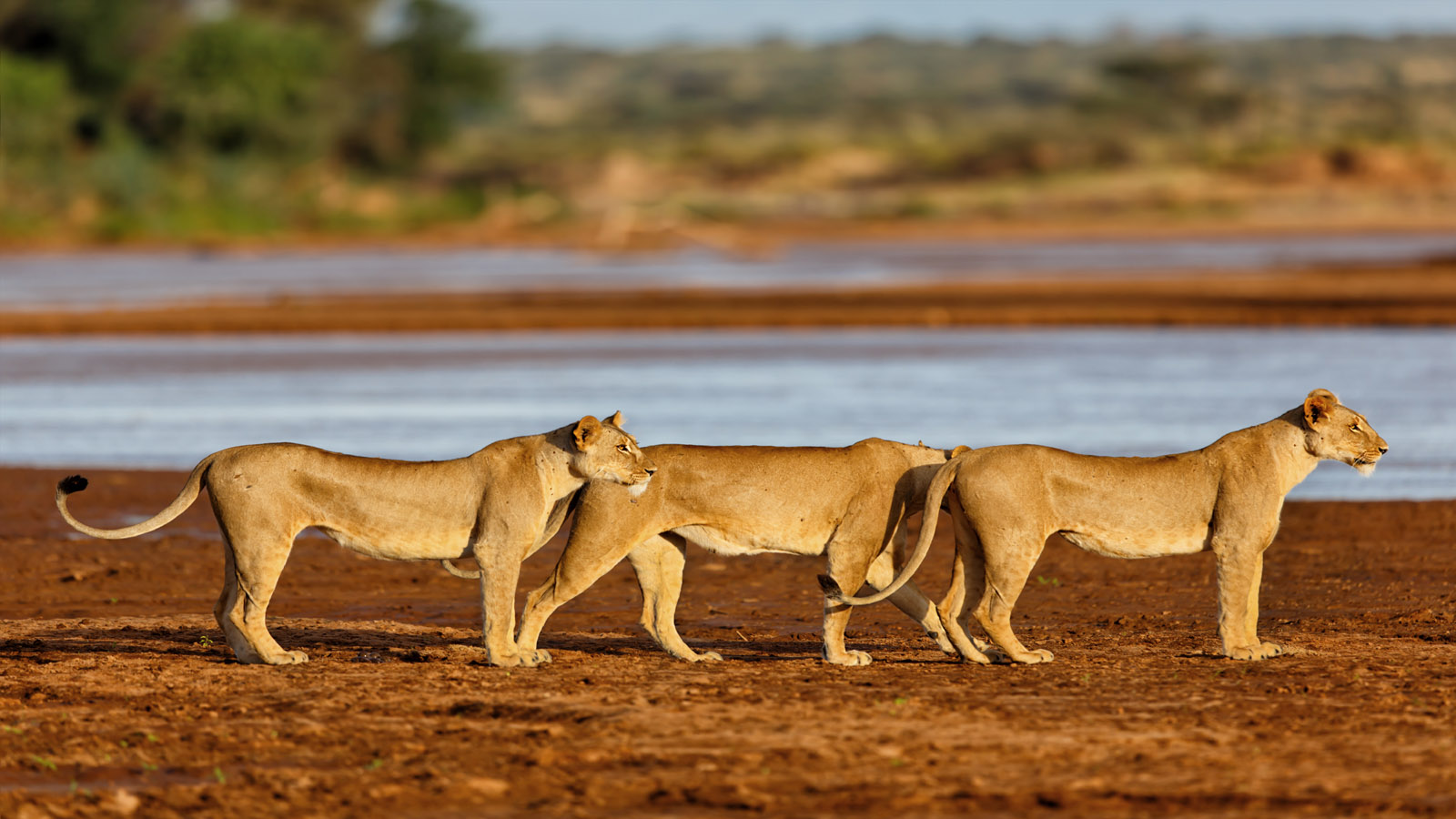 Shaba National Reserve image 1