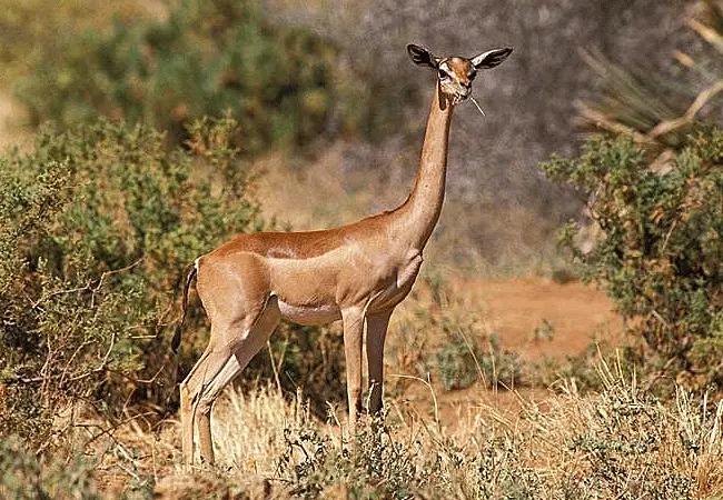 Shaba National Reserve image 6