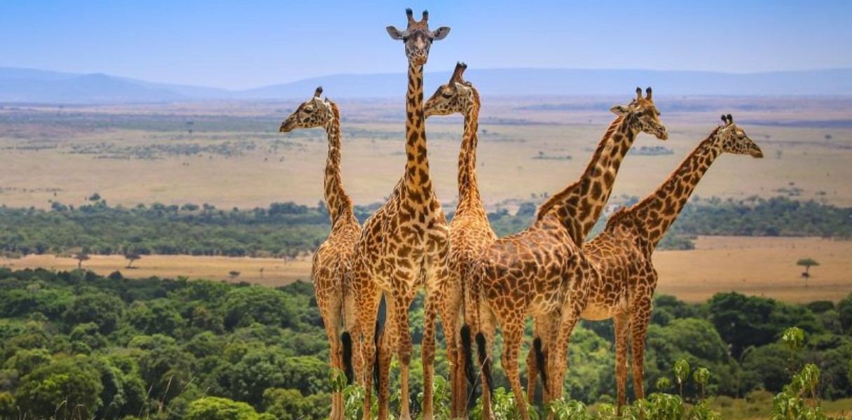 Shaba National Reserve image 5