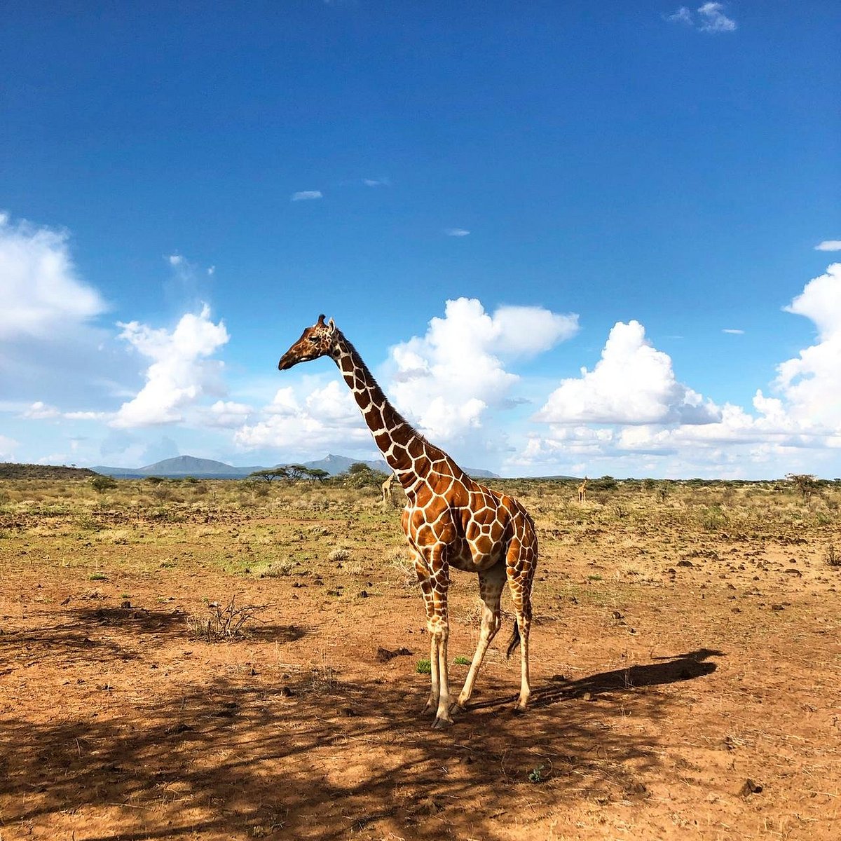 Shaba National Reserve image 2