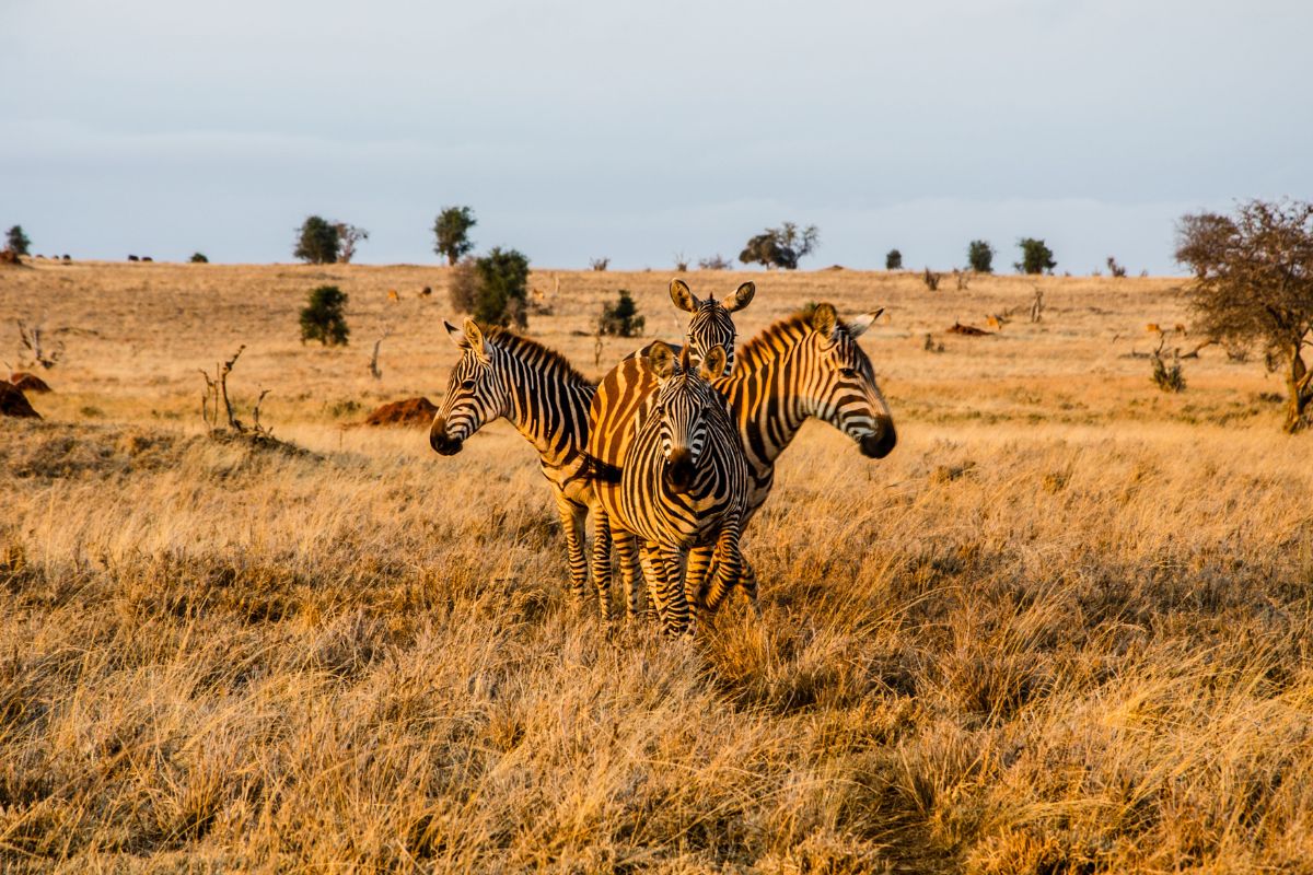 Sibiloi National Park image 4