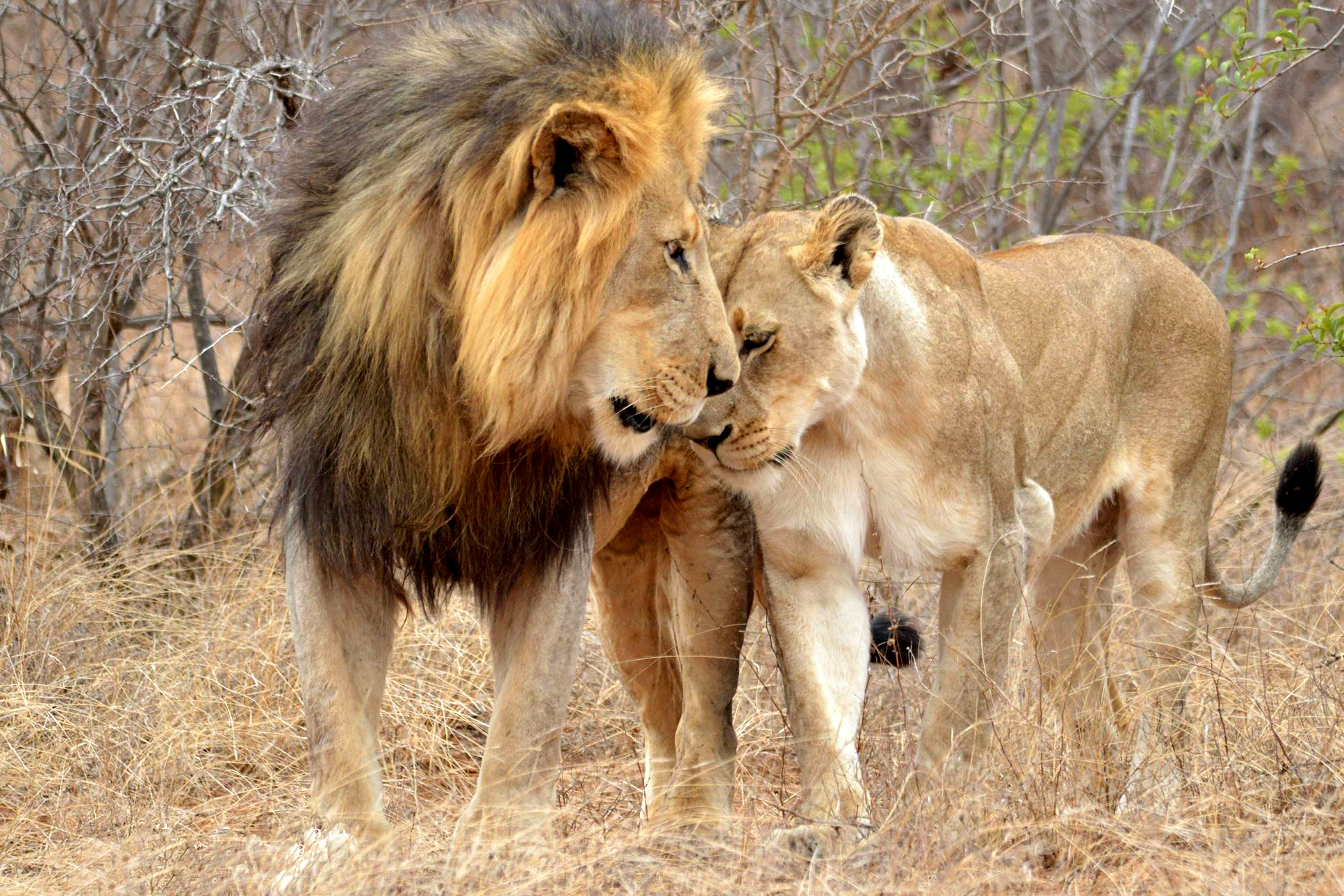 Sibiloi National Park image 2